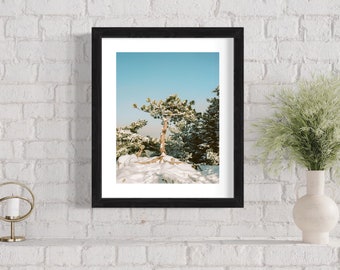 Winterbaum Colorado Druck, Luster Paper