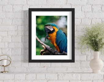 Blau und Gelb Ara Druck, Tropische Vogel Wandkunst