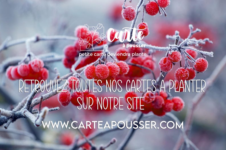 Carte à planter Merci école personnalisée. Carte ensemencée Merci maitresse.Carte Merci Maitre image 2