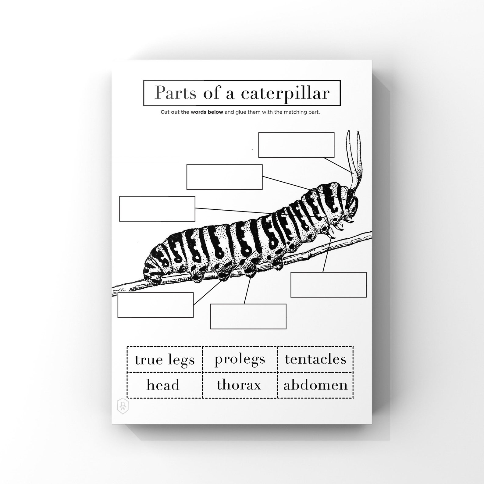 Caterpillar Anatomy // Printable Worksheet 1 Page // Instant Download
