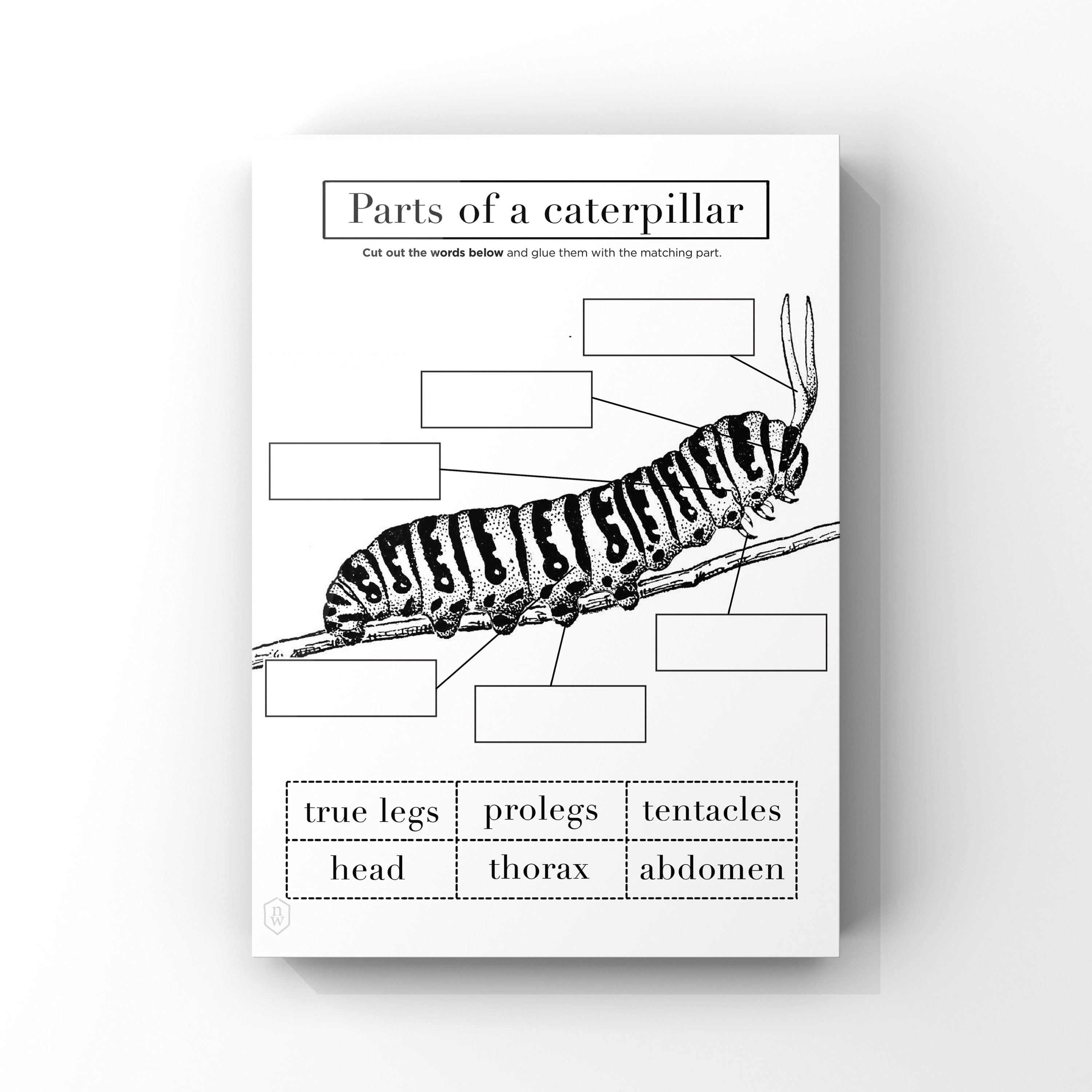 Caterpillar Anatomy // Printable Worksheet 1 Page // Instant Download // Kids Nature Worksheet