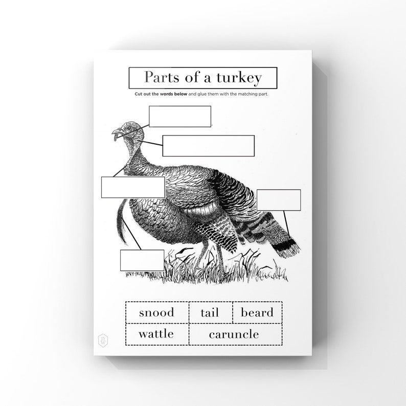 Turkey Anatomy // Printable Worksheet 1 Page // Instant Download