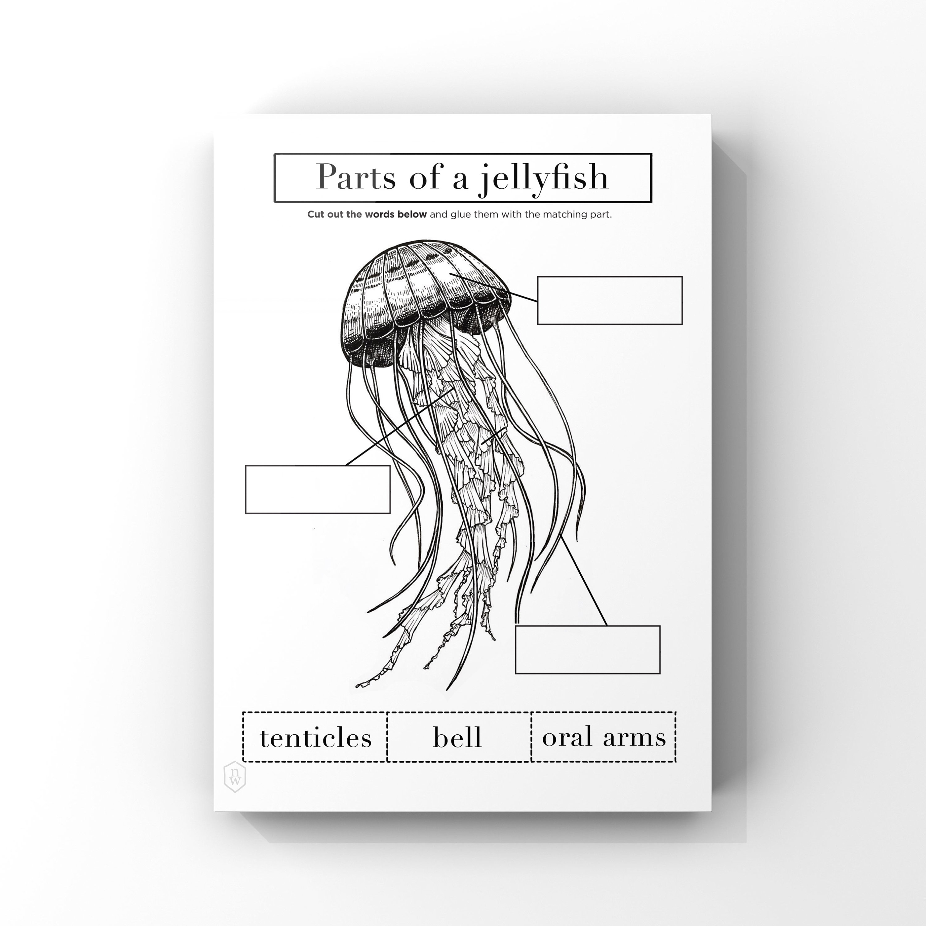 Jellyfish Anatomy // Printable Worksheet 1 Page // Instant Etsy