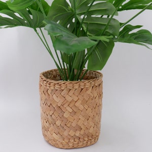 May include: A woven wicker planter with a green leafy plant inside. The planter is a light brown color and has a natural woven pattern.
