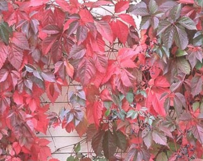 Virginia Creeper, Parthenocissus Quinquefolia-Free Priority Shipping! Choose   3, 6, 10 or 20 Plants