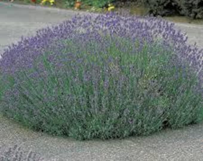 LAVENDER "Munstead"-English Lavender (Per Plant Shipping Based On Your Location)