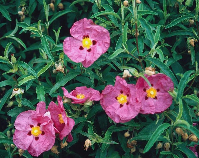 CISTUS PURPUREUS "Orchid Rockrose" - Free Fedex Shipping! Choose  3, 5 or 10 Plants