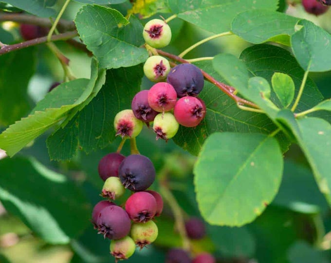 AMELANCHIER CANADIENSIS, Serviceberry, June Berry- Buy 3 or 5 Native Plants w/Free Shipping!