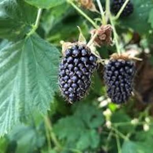 THORNLESS BLACKBERRY &quot;Columbia Star&quot; - (Shipping Based On Your Location)