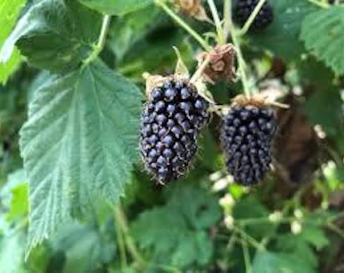 THORNLESS BLACKBERRY "Columbia Star" - (Shipping Based On Your Location)
