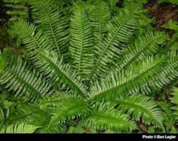 WESTERN SWORD FERN-Polystichum Munitum (Per Plant Shipping Based On Your Location)