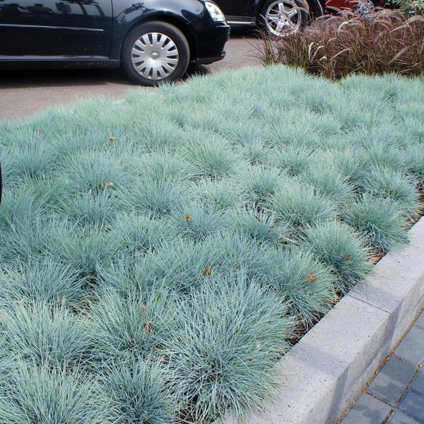 BLUE FESCUE-Festuca "Beyond Blue"TM (Per Plant Shipping Based On Your Location)