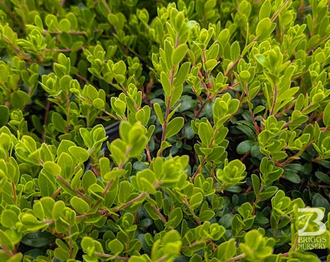 ARCTOSTAPHYLOS UVA-URSI, "Massachusetts" Little Leaf", Kinnickinick. Choose 3 or 5   Native Plants w/Free Fedex Shipping!