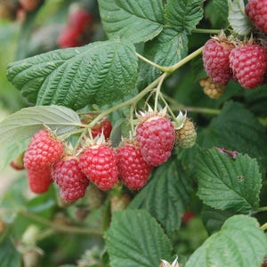 May include: Close-up of a raspberry bush laden with ripe, red raspberries. The berries are clustered on green stems, surrounded by large, textured green leaves. Some unripe berries are also visible.