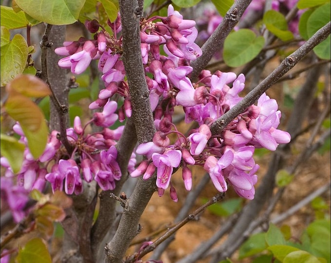 WESTERN REDBUD-Cercis Occidentalis-Choose 5 or 10  Native Plants-Free Fedex Shipping!