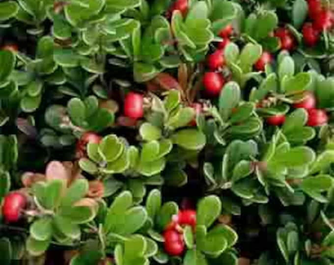 ARCTOSTAPHYLOS "Massachusetts", Kinnickinick, Bearberry (Shipping Based On Your Location)