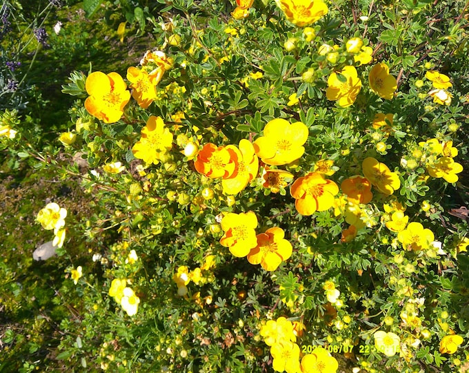 POTENTILLA "Orange Blush" Yellow-Orange Potentilla (Shipping Based On Your Location)
