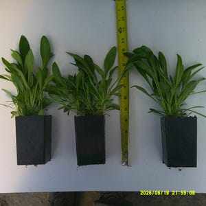 Puede incluir: Tres plantas verdes de hojas en macetas cuadradas de pl&aacute;stico negro dispuestas en fila. Una cinta m&eacute;trica amarilla est&aacute; colocada verticalmente entre la segunda y la tercera maceta, mostrando que las plantas alcanzan una altura de unos 25 a 28 cm.