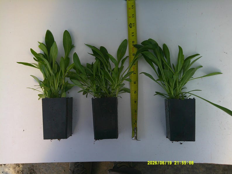 Puede incluir: Tres plantas verdes de hojas en macetas cuadradas de pl&aacute;stico negro dispuestas en fila. Una cinta m&eacute;trica amarilla est&aacute; colocada verticalmente entre la segunda y la tercera maceta, mostrando que las plantas alcanzan una altura de unos 25 a 28 cm.