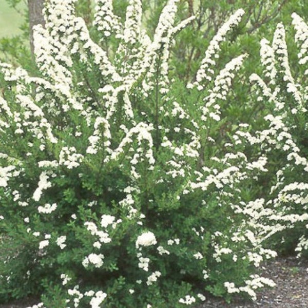 SPIRAEA "SNOWMOUND" White Spiraea-Free Priority Shipping! Choose 1, 3, 6 or 10Plants