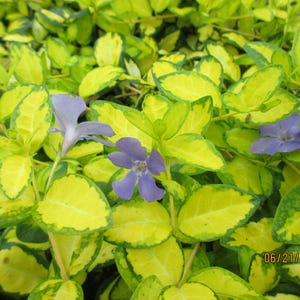 May include: Close-up of a vibrant ground cover with bright yellow and green leaves. Several small, delicate, purple flowers bloom among the foliage. The date 06/21/2025 is visible in the lower right corner.