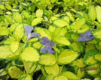 VINCA MINOR "Iluminación" ¡Elige 3, 5 o 10 plantas con envío gratuito por Fedex!