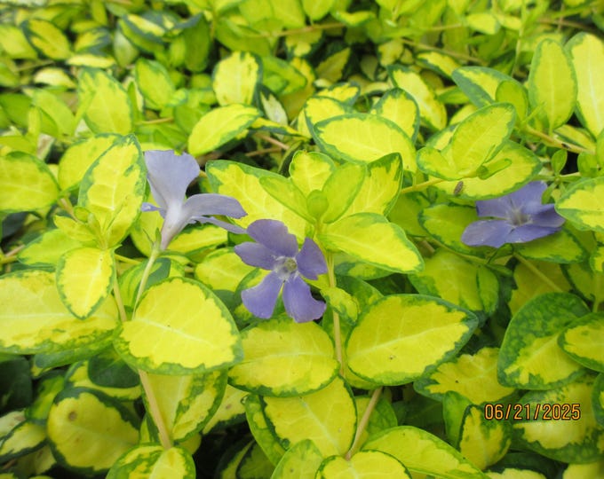 VINCA MINOR "Illumination" Free Priority Shipping! Choose  3, 6, 10 or 20 Plants