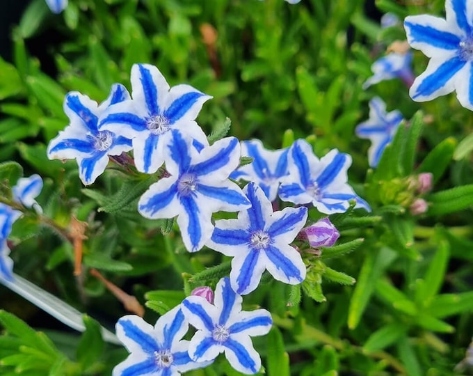 BLUE STAR LITHADORA- (Per Plant Shipping Based On Your Location)