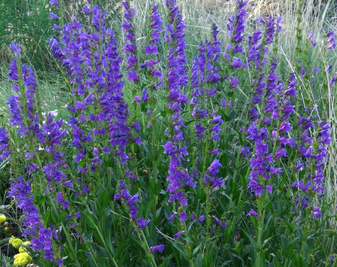 PENSTEMON STRICTUS "Rocky Mountain Beardtongue"-Free Priority Shipping! Choose 3, 6, or 10  Plants