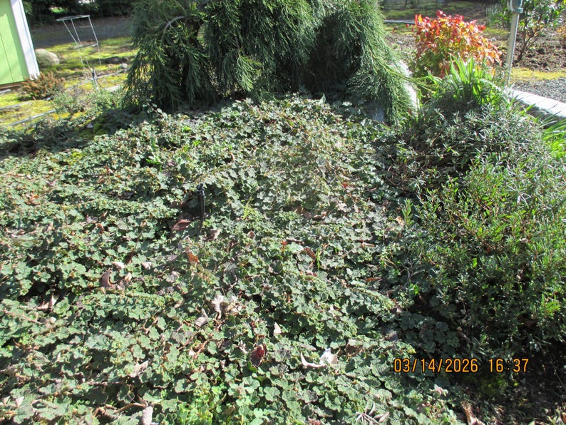 RUBUS 