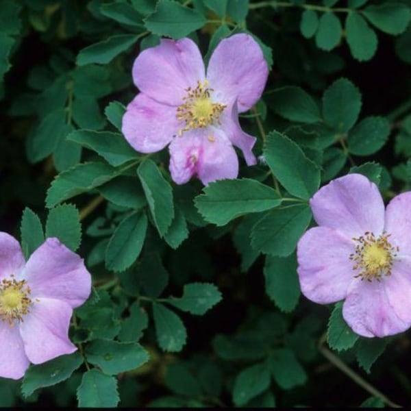 WOOD'S NATIVE ROSE , Rosa Woodsii (Per Plant Shipping Based On Your Location)