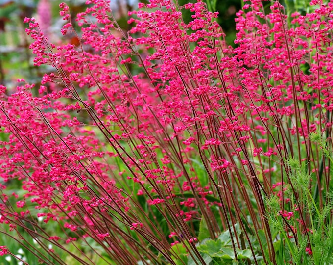 HEUCHERA SANGUINEA "FIREFLY" (Per Plant Shipping Based On Your Location)