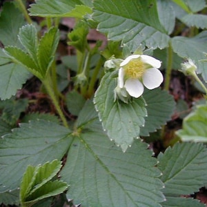 FRAGARIA VIRGINIANA-Wild Strawberry- Free Priority Shipping! Choose  3 , 6 or 10Plants