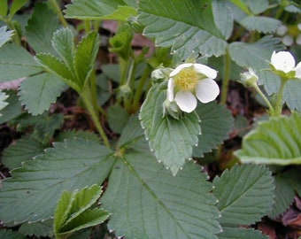 FRAGARIA VIRGINIANA-Wild Strawberry- Free Priority Shipping! Choose   1 ,3, 6 or 10 Plants