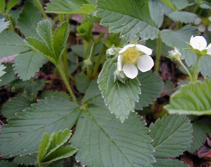 FRAGARIA VIRGINIANA-Wild Strawberry- Free Priority Shipping! Choose  3, 6, 10 or 20 Plants