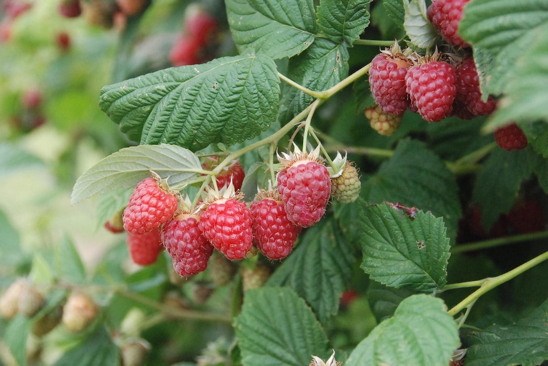 THORNLESS RASPBERRY 