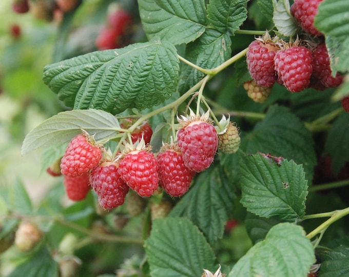 THORNLESS RASPBERRY "Canby" - (Shipping Based On Your Location)