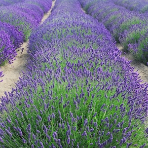 LAVENDER "Annet"-English Lavender-Choose 3, 6, 10, 12, 15 or 20 Plants w/ Free Shipping!