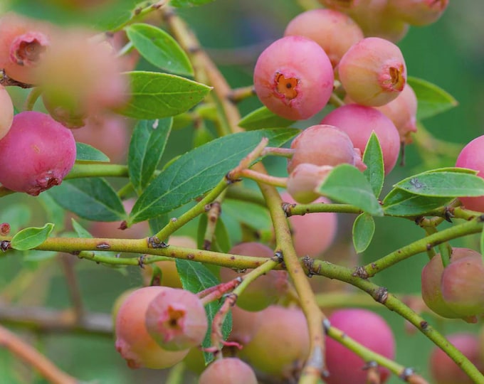 BLUEBERY "Pink Lemonade"-Choose  2, 4 or 10  Plants w/Free Fedex Shipping!