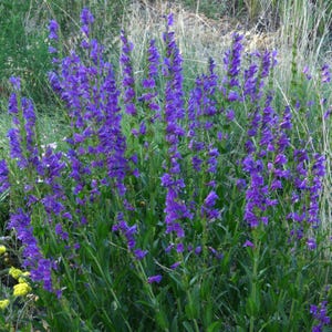 Puede incluir: Un grupo de flores de penstemon de color p&uacute;rpura vibrante que crecen en tallos verdes delgados. Las flores tubulares est&aacute;n densamente agrupadas a lo largo de los tallos, elev&aacute;ndose sobre hojas verdes finas y hierbas secas claras.
