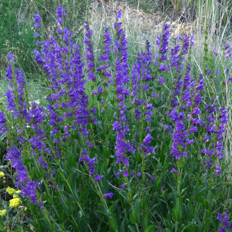 Puede incluir: Un grupo de flores de penstemon de color p&uacute;rpura vibrante que crecen en tallos verdes delgados. Las flores tubulares est&aacute;n densamente agrupadas a lo largo de los tallos, elev&aacute;ndose sobre hojas verdes finas y hierbas secas claras.