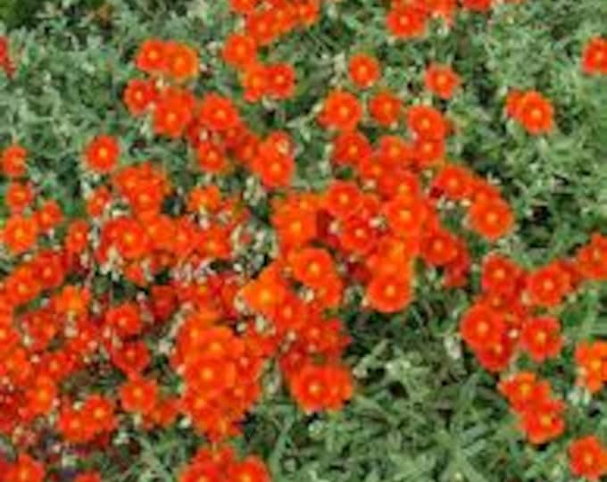 HELIANTHEMUM" Henfield Brilliant"  Sun Rose, Rock Rose-Free Shipping! Choose  3 or 5 Plants