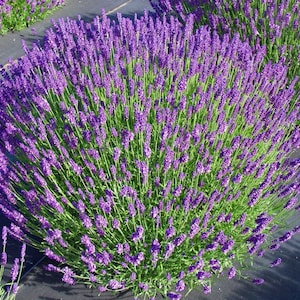 LAVENDER &quot;Hidcote&quot;-English Lavender (Per Plant Shipping Based On Your Location)