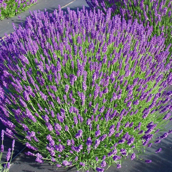 LAVENDER "Hidcote" (Per Plant Shipping Based On Your Location)