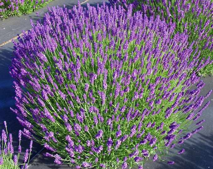 LAVENDER "Hidcote"-English Lavender (Per Plant Shipping Based On Your Location)