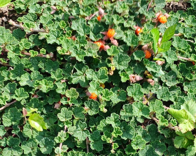 RUBUS "EMERALD CARPET" Creeping Raspberry (Per Plant Shipping Based on Your Location)