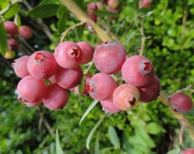 BLUEBERY "Pink Lemonade" (Shipping Based On Your Location)