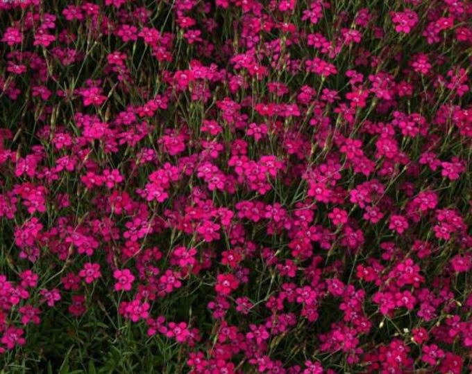 DIANTHUS DELTOIDES - "Maiden Red Perennial  Dianthus (Per Plant Shipping Based On Your Location)