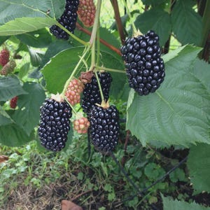 May include: Close-up of a blackberry bush with ripe, dark purple berries. Some berries are still pink and unripe. The leaves are green and the background is blurred, suggesting a garden setting. The berries are clustered together on the vine.