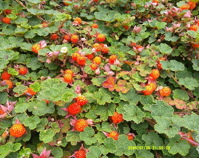 CREEPING RASPBERRY-Rubus Calycinoides "Emerald Carpet" (Per Plant Shipping Based on Your Location)